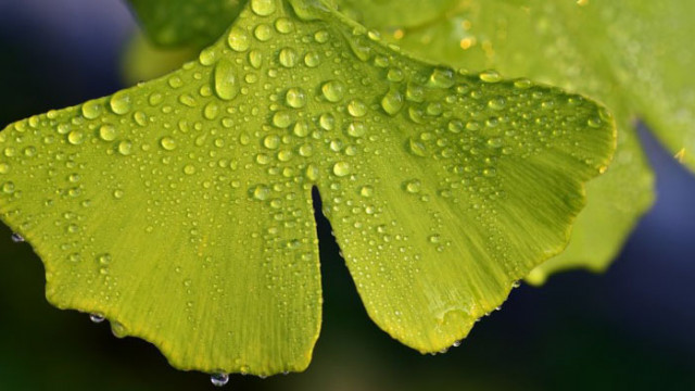 Гинко билоба и защо го наричат древното дърво на дълголетието