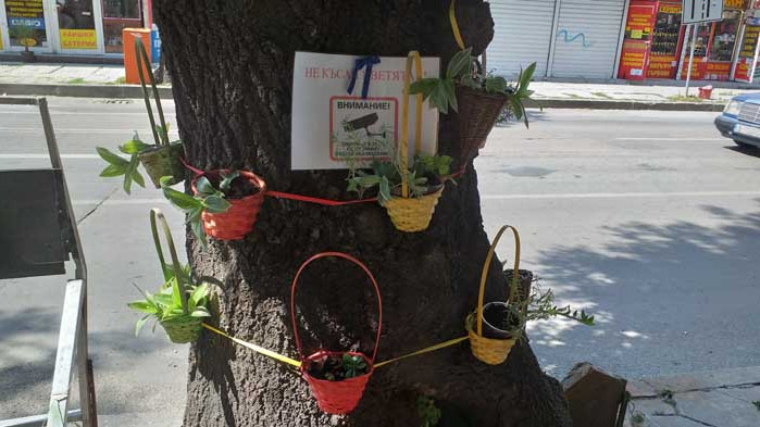 Търговци облагородиха част от улица „д-р Пискюлиев“ във Варна