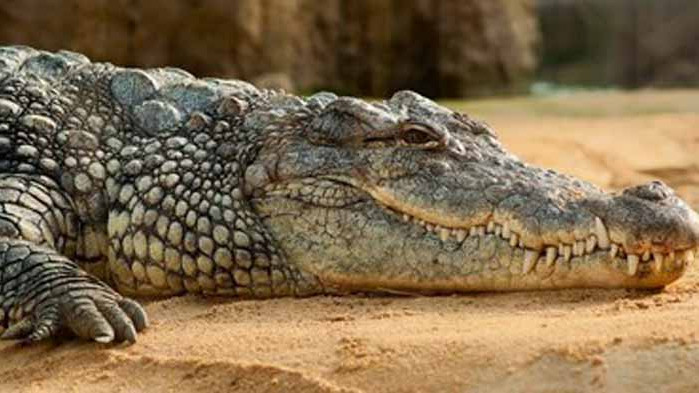 Забраниха плуването в германска река след твърдения за забелязан в нея крокодил