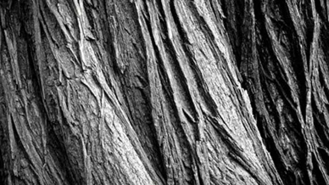 Дърво падна при буря в Австрия и смаза трима