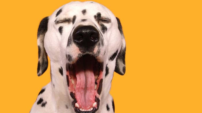 Кучетата, прозяването и защо го правят толкова често