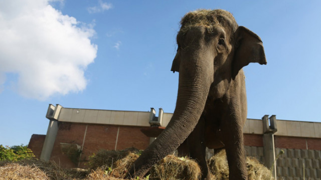 Слоницата Артайда отбеляза рождения си ден с 38-килограмова торта