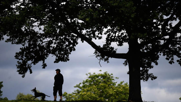 Активисти присаждат плодни клончета на градски дървета, за да има храна за бедните