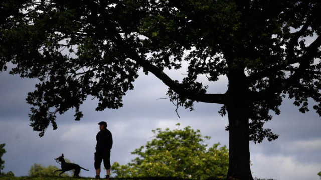 Активисти присаждат плодни клончета на градски дървета, за да има храна за бедните