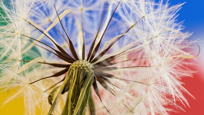 Защо глухарчето се затваря нощем или денем