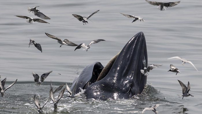 Кит скочил върху лодка