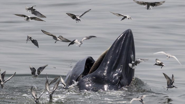 Кит скочил върху лодка