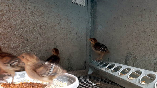 Диамантените фазани във варенския Зоокът се сдобиха с поколение