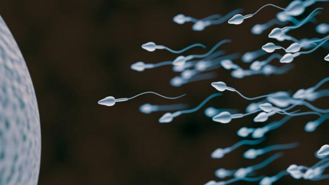 Няколко често срещани митове за спермата