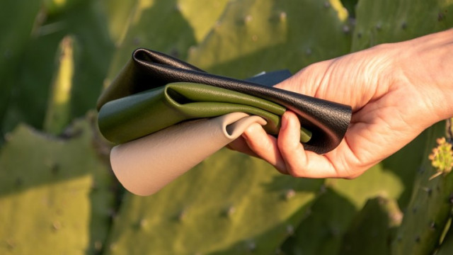 Desserto, Мексико, кактусите и как се прави изкуствена кожа от техните листа