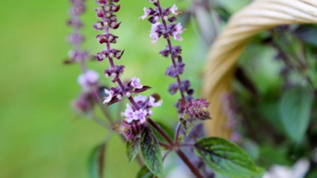 На Еньовден слънцето се изкъпва във водите и те стават лечебни