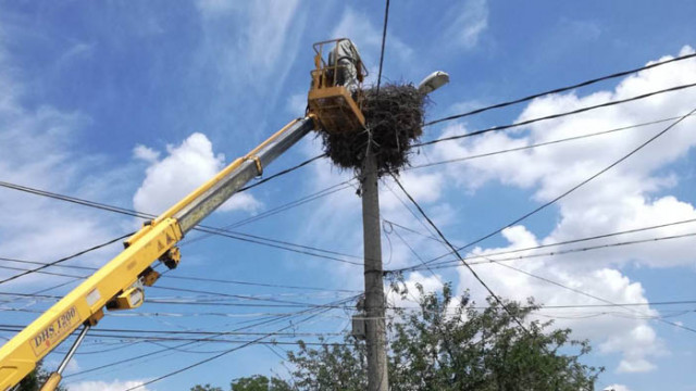 EVN съдейства на РИОСВ Пловдив за спасяване на щъркели