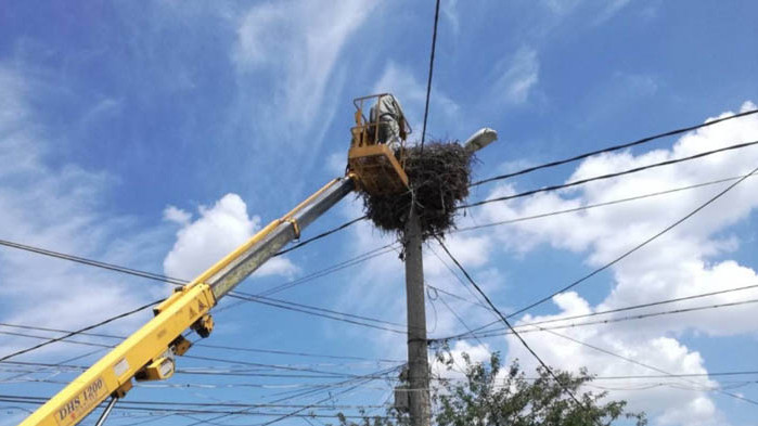 В Пловдив спасиха семейство бедстващи щъркели