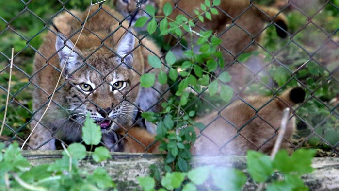 Без закон за опазване на рисовете у нас, популацията им ще изчезне напълно