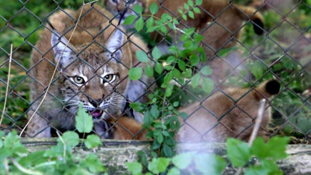 Без закон за опазване на рисовете у нас, популацията им ще изчезне напълно
