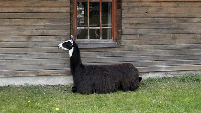 Ламата Уинтър ще спаси човечеството от COVID-19