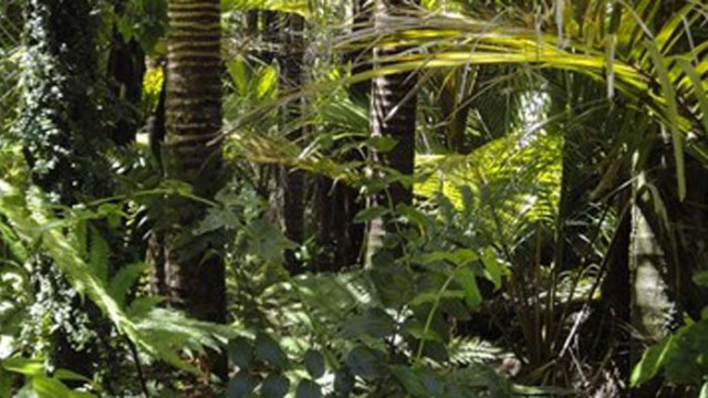 Амазонско племе освободи заложници срещу тленните останки на вожда си