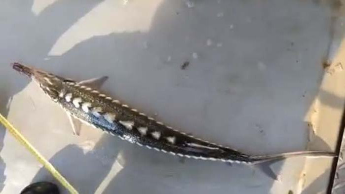 Пример за отговорен риболов показаха варненски рибари (ВИДЕО)