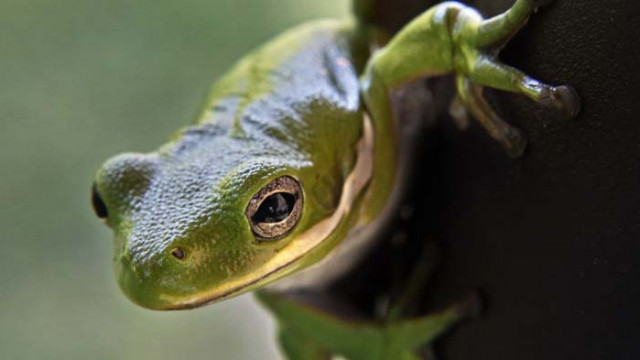 Купуваш банани – получаваш жаба