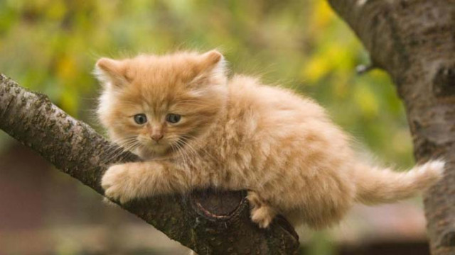 16 котки, които струват цяло състояние