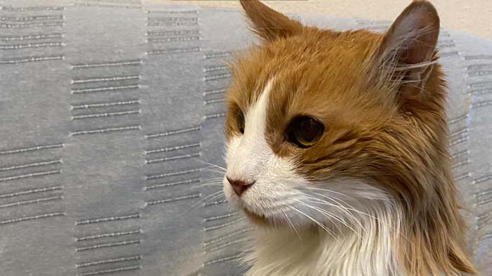 Котето Мишо е победител в конкурса за най-дълголетна котка в България