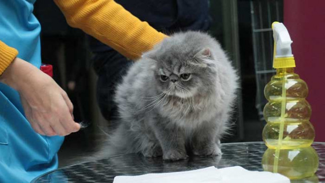 Най-злопаметните котки в света