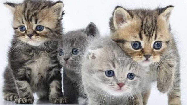 Елитни котки от цял свят са на изложба във Варна