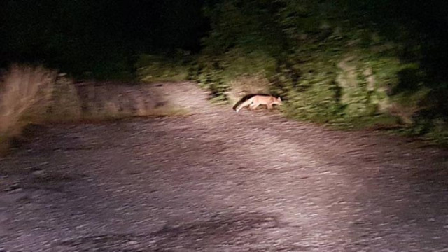 Лисици нападат Силистренски села