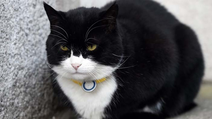 Главният котарак в британската дипломация подаде оставка