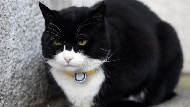 Главният котарак в британската дипломация подаде оставка