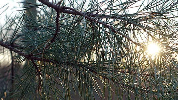 Хороскоп за 9 август 2020 г.