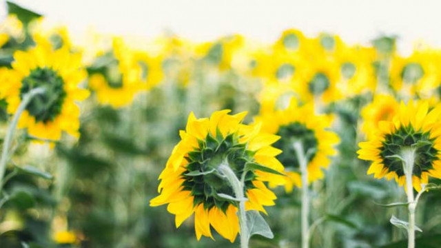 Хороскоп за 11 август 2020 г.