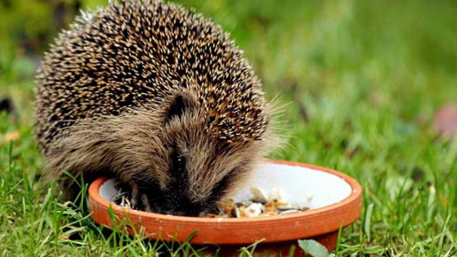 Интересни факти за таралежите