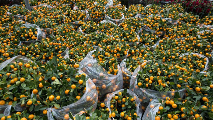 Кумкуат помага при борба с рака