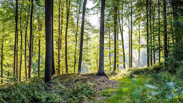 Хороскоп за 17 август 2020 г.