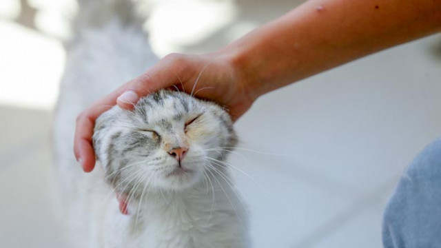 Котките са станали по-дружелюбни по време на пандемията