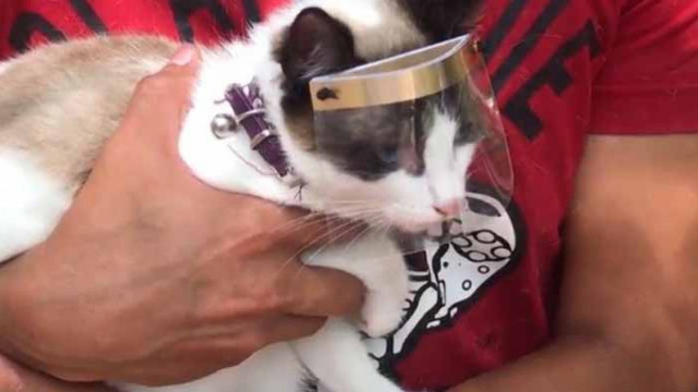 Мексиканец създаде предпазни щитове за котки