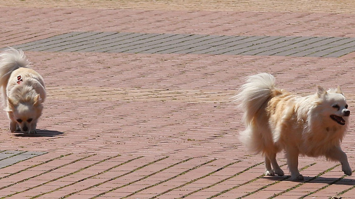 В Северна Корея забраняват кучетата като домашни любимци