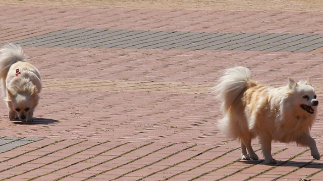 В Северна Корея забраняват кучетата като домашни любимци