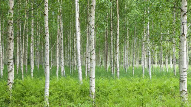 Хороскоп за 19 август 2020 г.